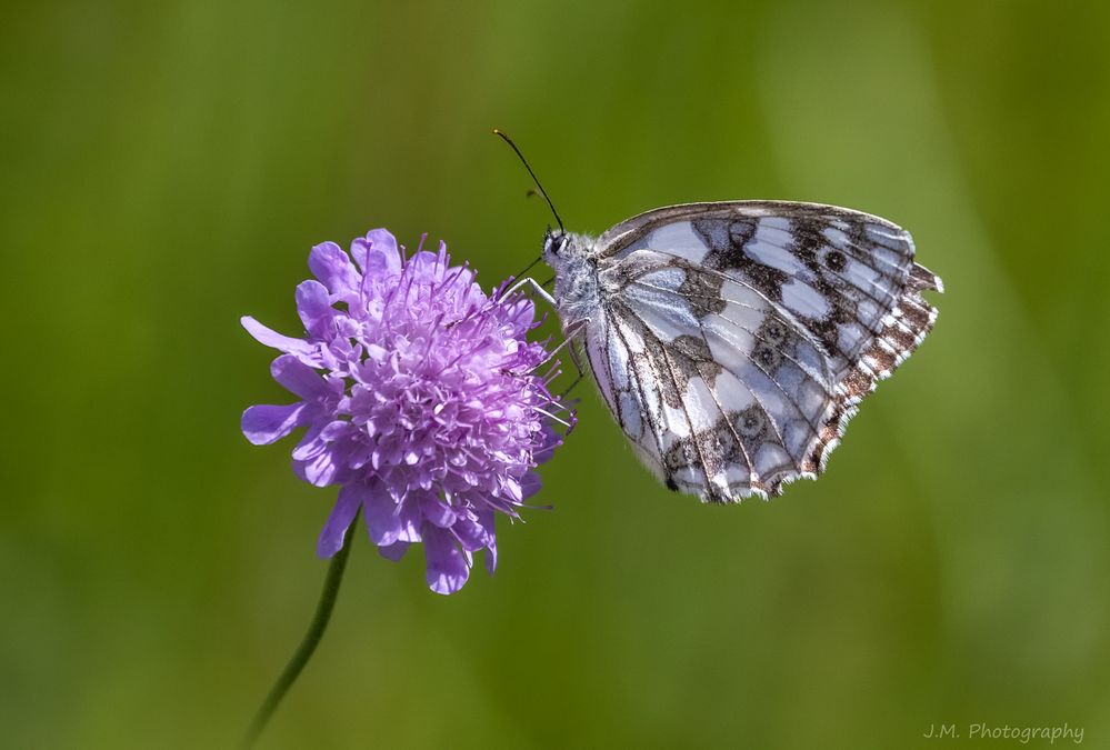 Acker-Witwenblume (Knautia arvensis) mit Schachbrett (Melanargia galathea)