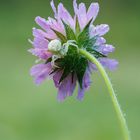 Acker-Witwenblume mit Krabbenspinne als Besucher