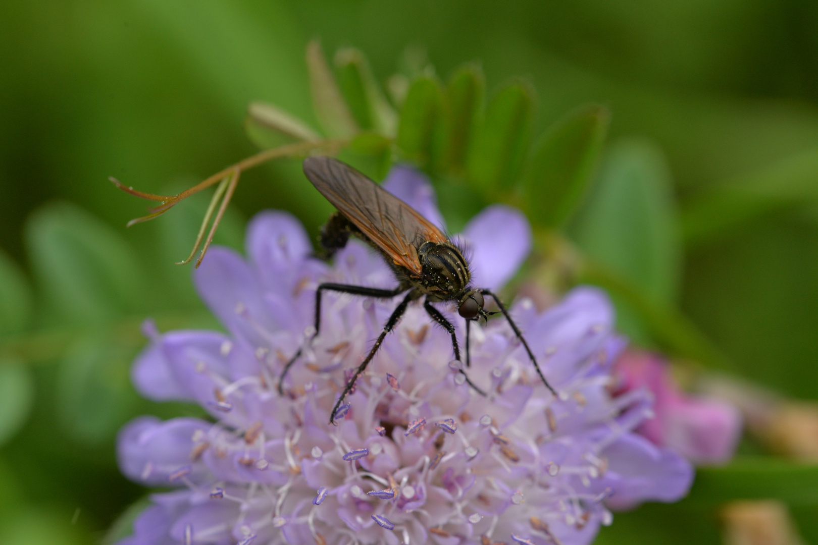 Acker-Witwenblume mit Schwebfliege.