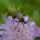 Acker-Witwenblume mit Schwebfliege.