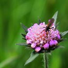 Acker- Witwenblume mit Tanzfliege