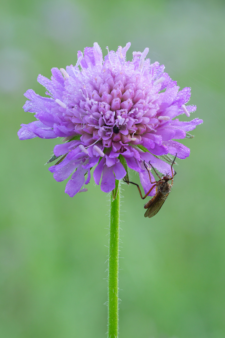 Acker-Witwenblume mit Tanzfliege als Besucher