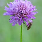 Acker-Witwenblume mit Tanzfliege als Besucher