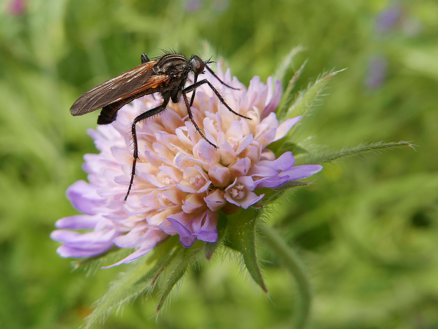 Acker-Witwenblume mit Tanzfliege.