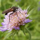 Acker-Witwenblume mit Tanzfliege.