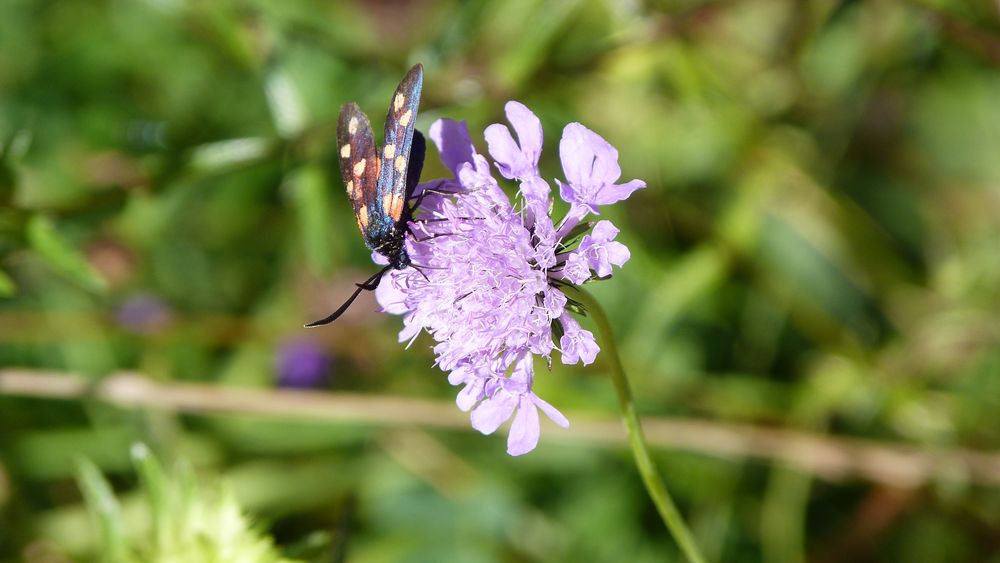 Acker Witwenblume - Widderchen, Zygaena transalpina