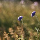 Acker-Witwenblumen im abendlichen Gegenlicht