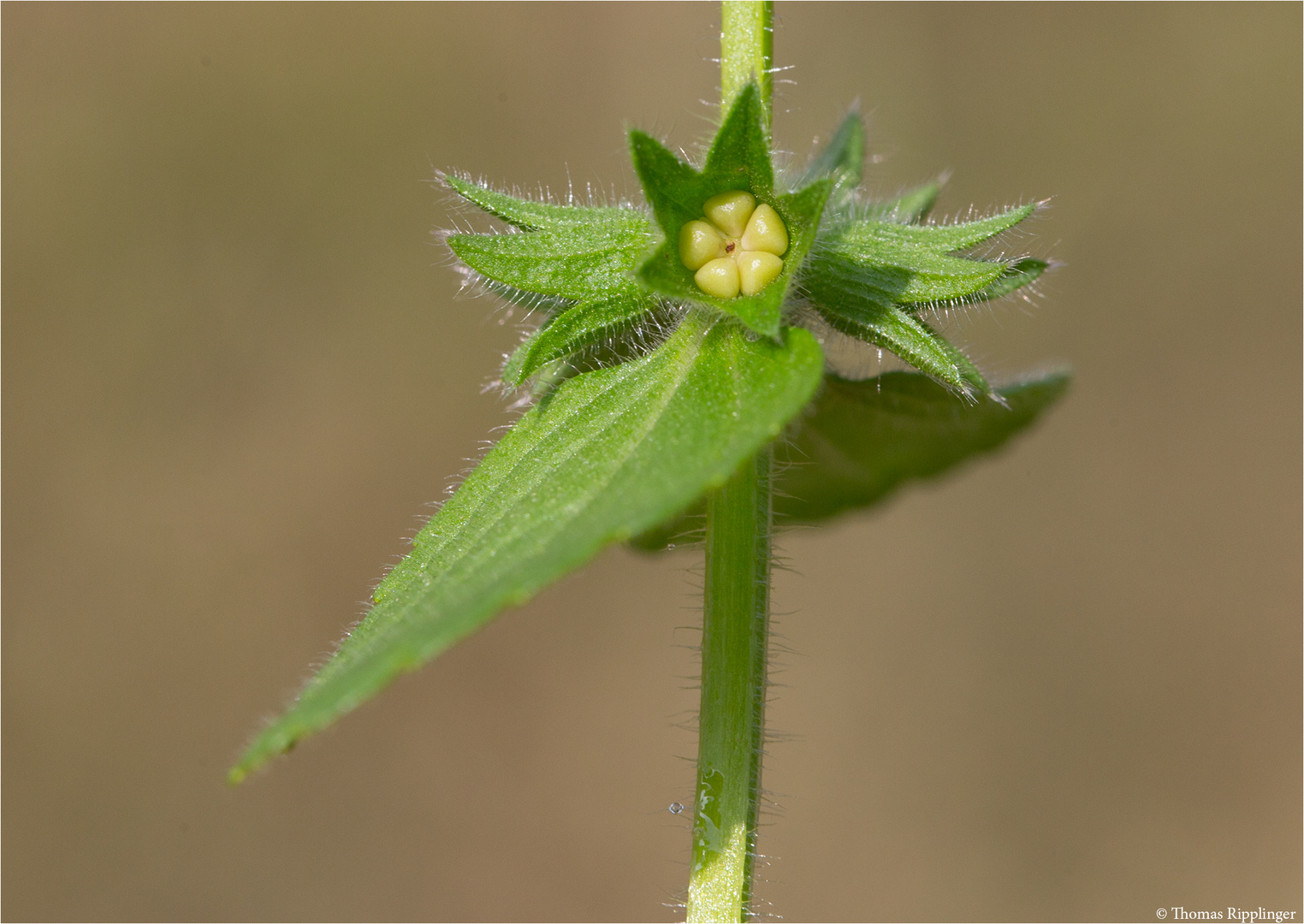 Acker-Ziest (Stachys arvensis)