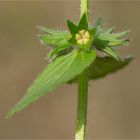 Acker-Ziest (Stachys arvensis)