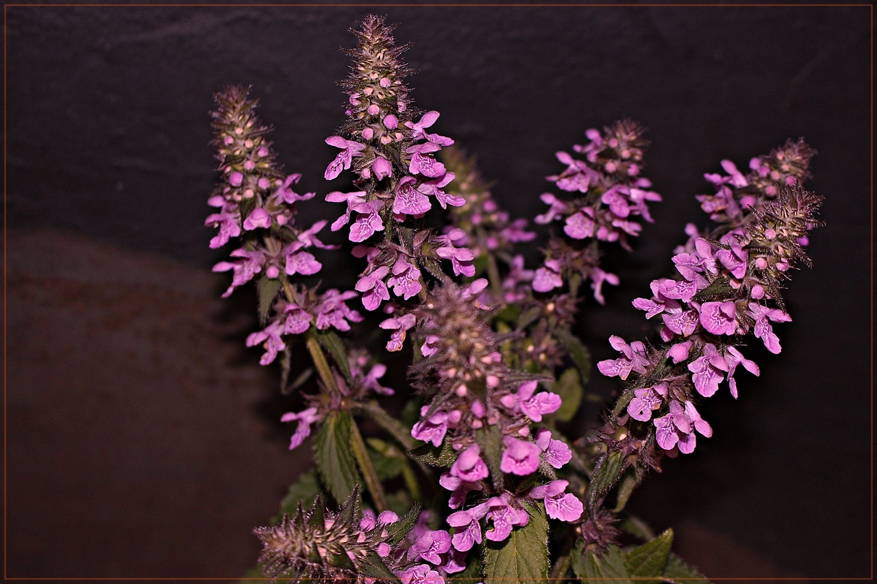 " Acker - Ziest " ( Stachys arvensis )