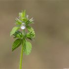 Acker-Ziest (Stachys arvensis)