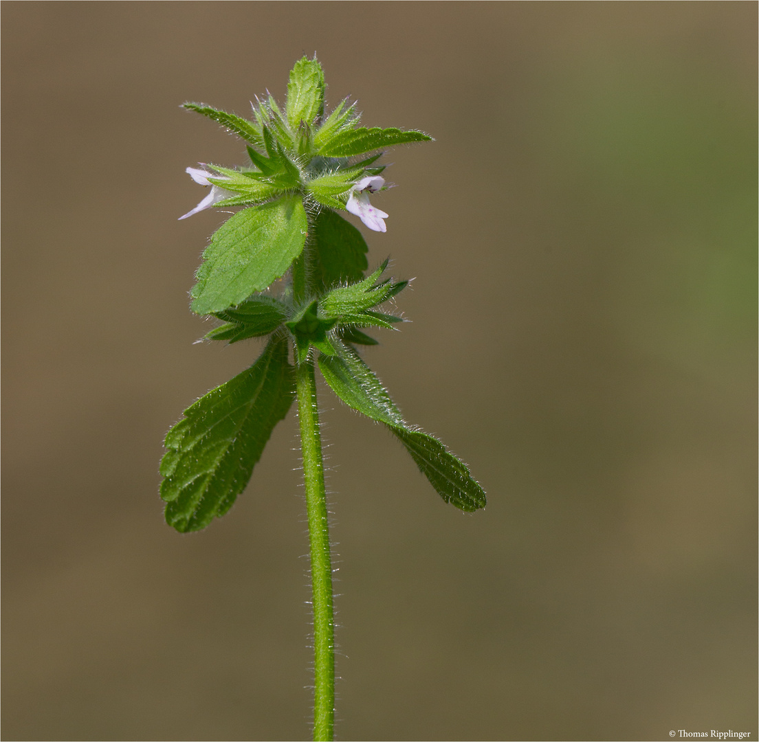 Acker-Ziest (Stachys arvensis)