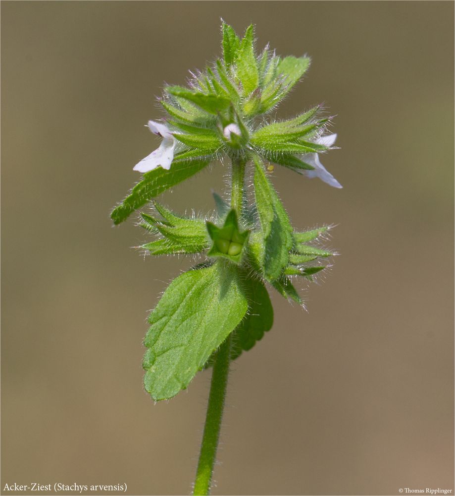 Acker-Ziest (Stachys arvensis) info