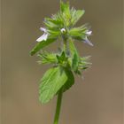 Acker-Ziest (Stachys arvensis) info