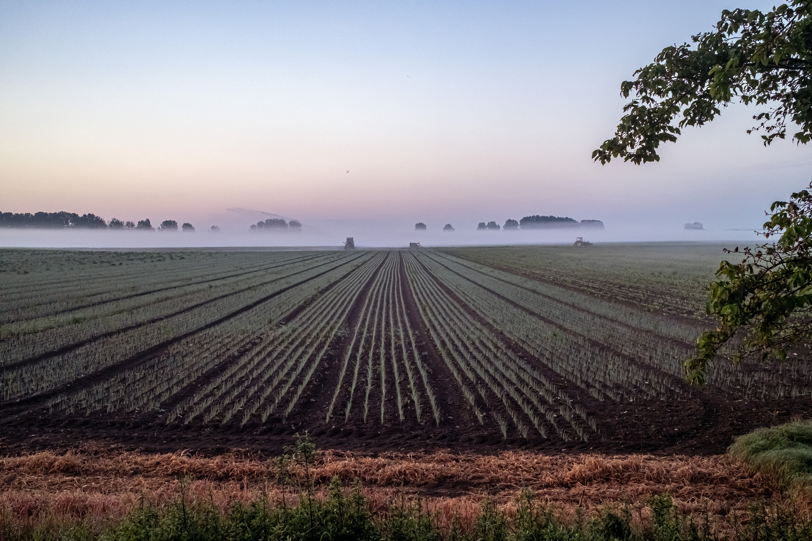 Ackerbau am frühen Morgen