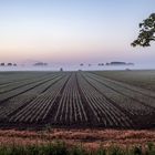 Ackerbau am frühen Morgen