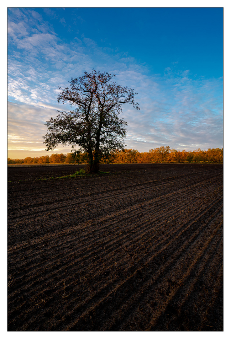 AckerBaumHerbst...