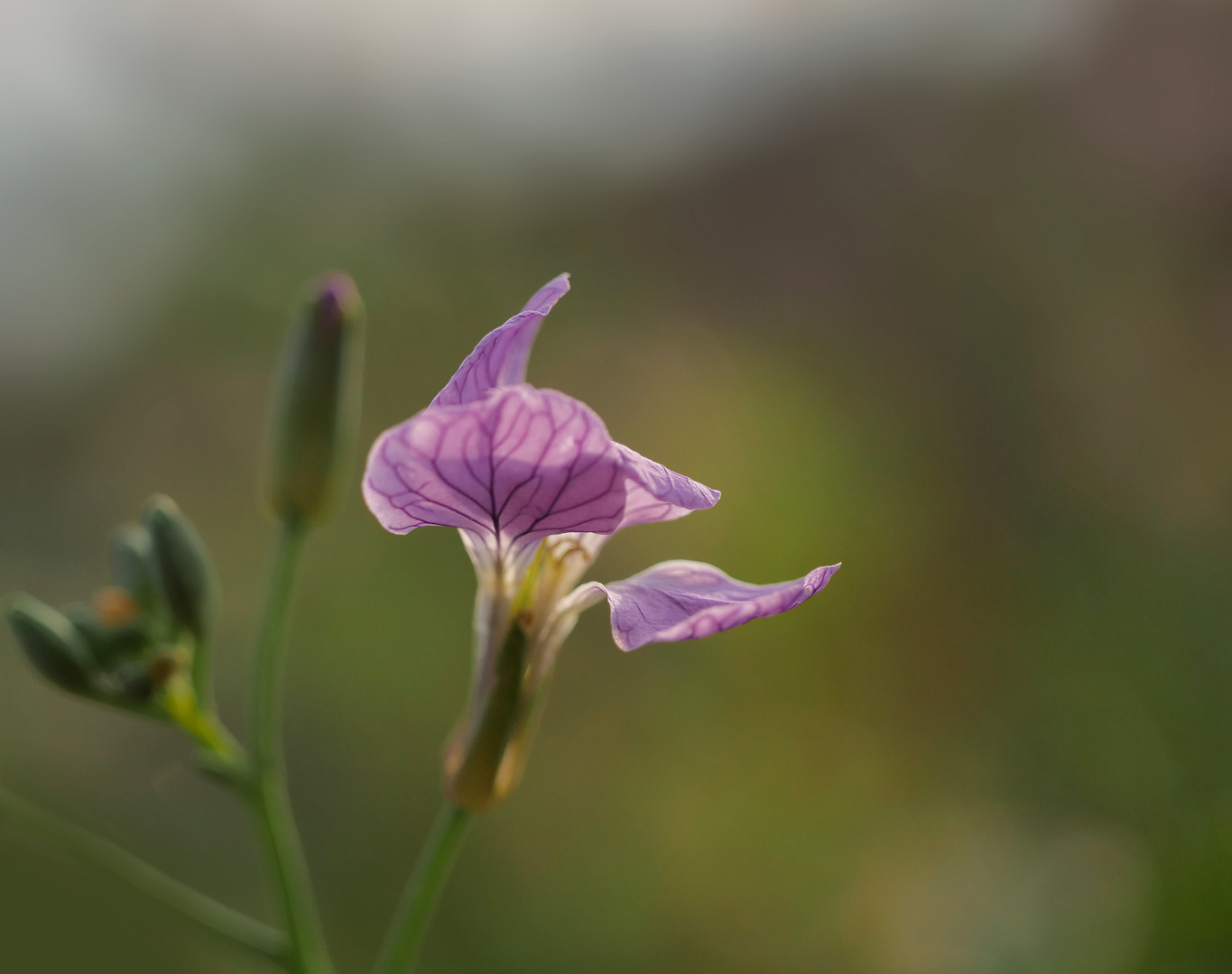 Ackerblümchen