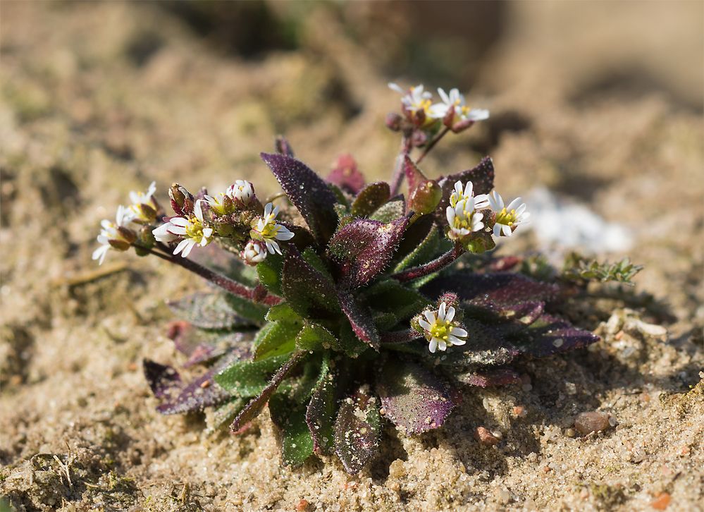 Ackerblüten