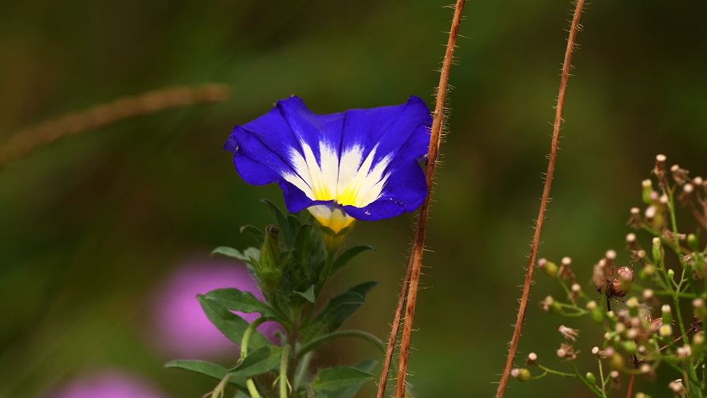 Ackerblume