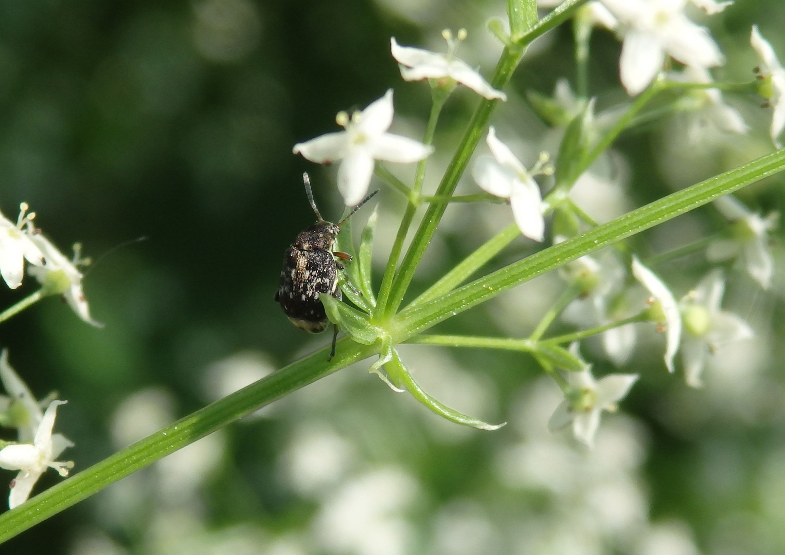 Ackerbohnenkäfer (Bruchus rufimanus) auf Labkraut