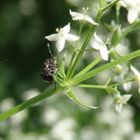 Ackerbohnenkäfer (Bruchus rufimanus) auf Labkraut