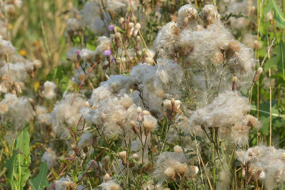 Ackerdistel – Samenflug