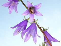 Ackerglockenblume mit Gästen