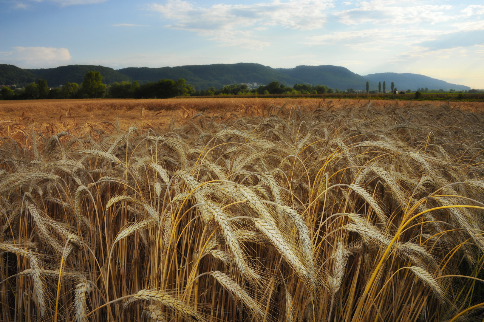 Ackergold im Abendlicht