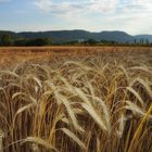 Ackergold im Abendlicht