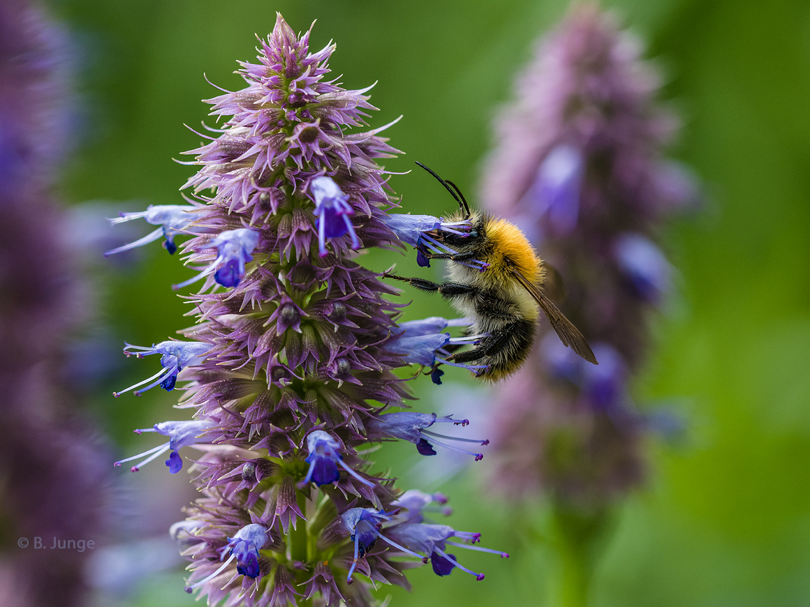 Ackerhummel