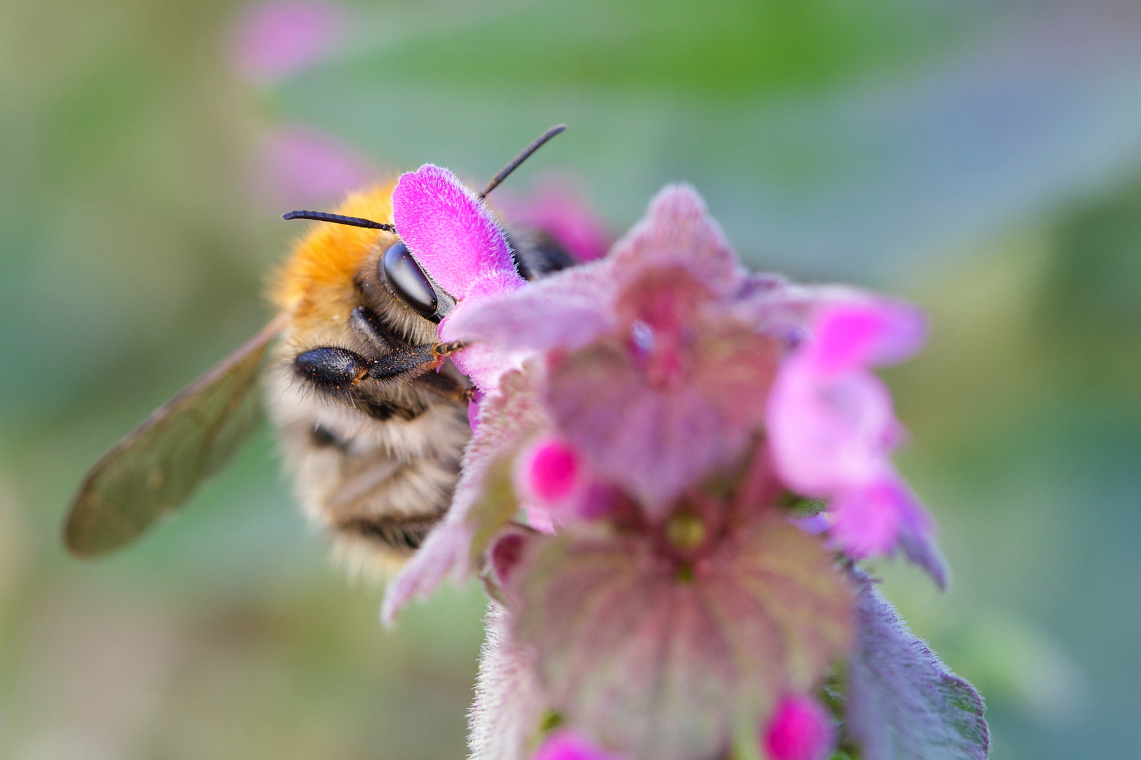 Ackerhummel