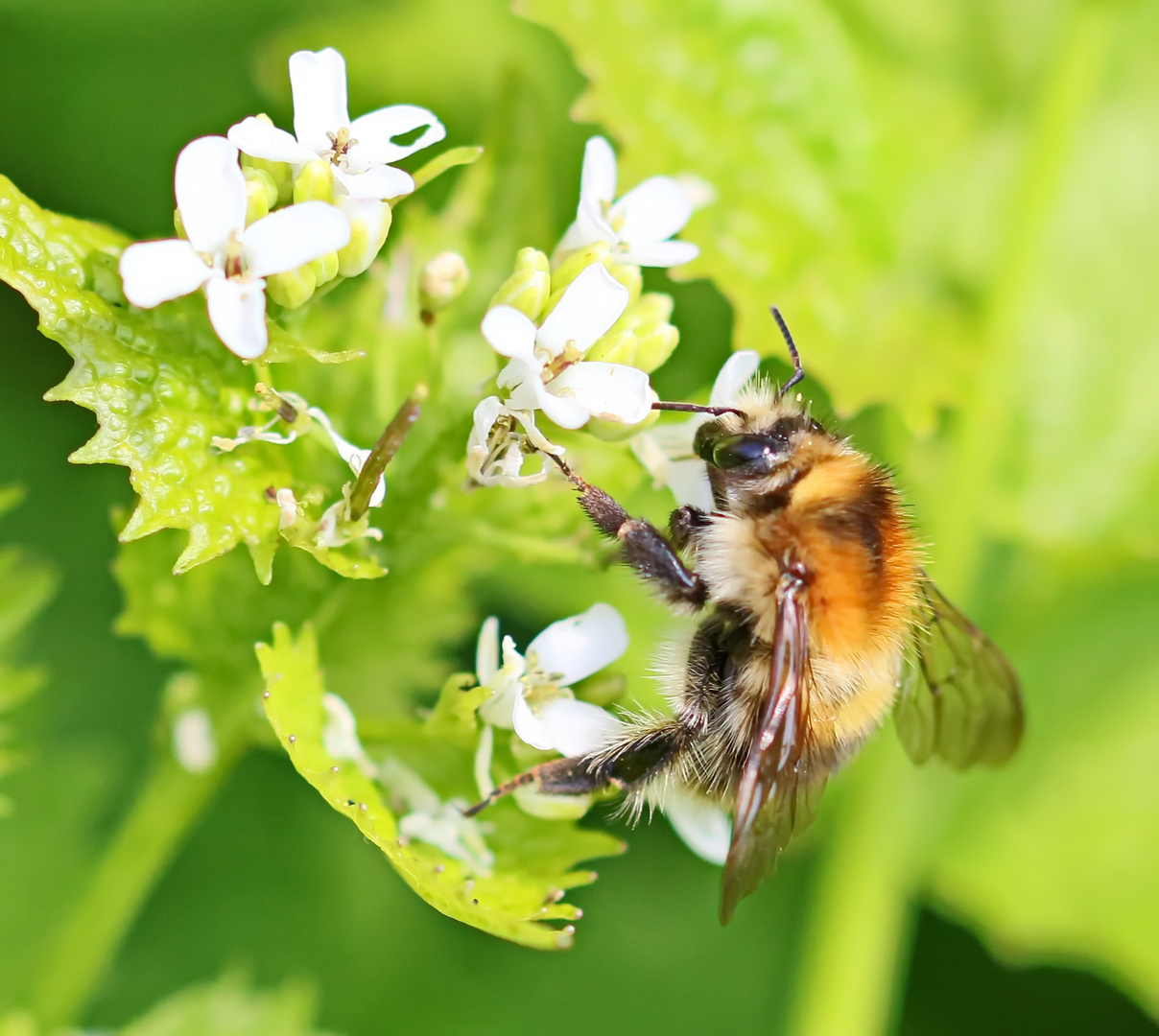 Ackerhummel