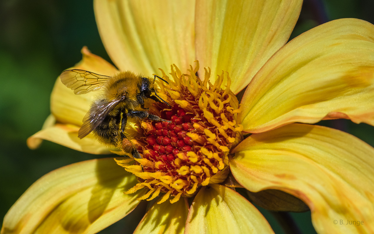 Ackerhummel