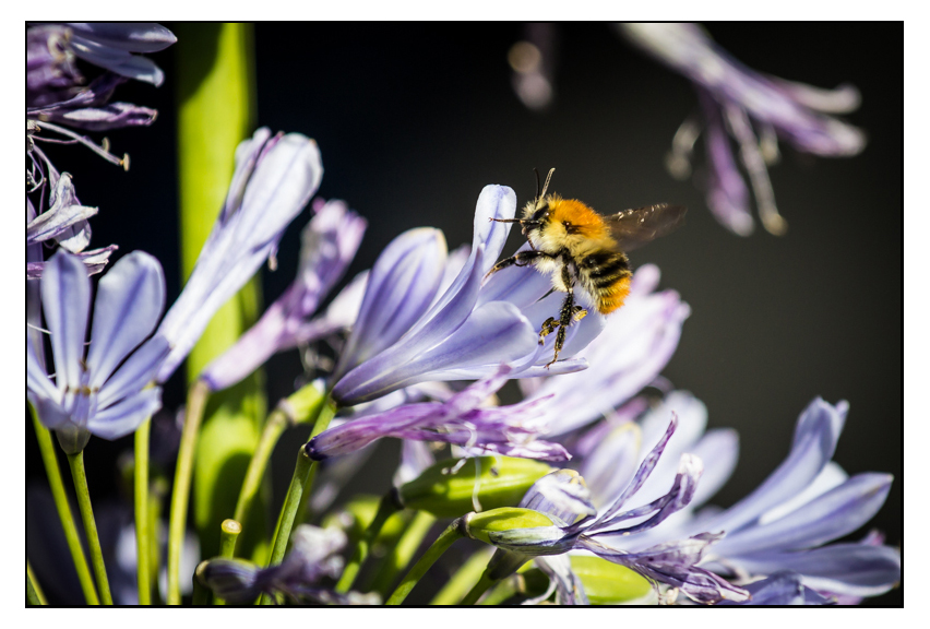 Ackerhummel - 1