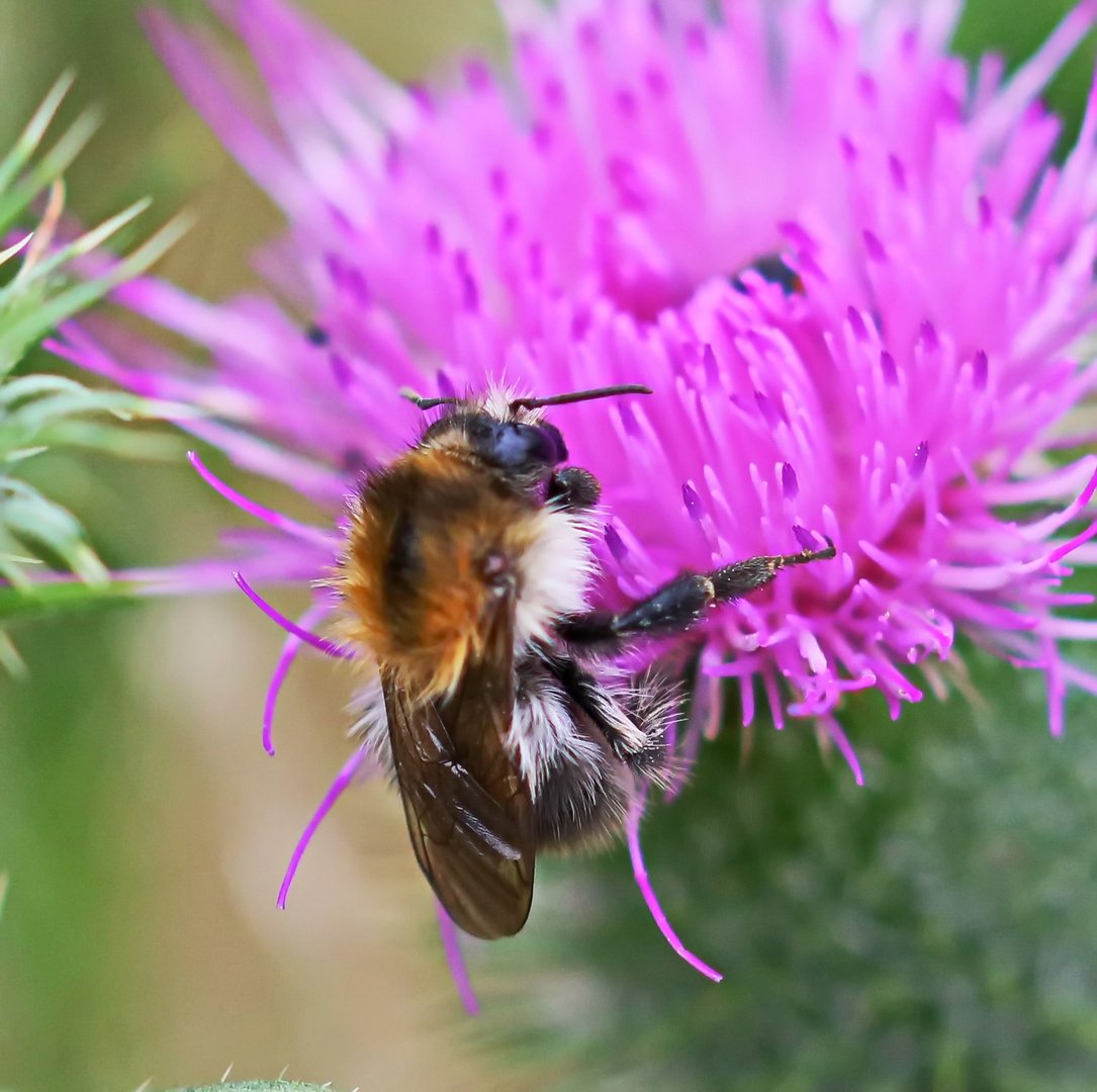 Ackerhummel