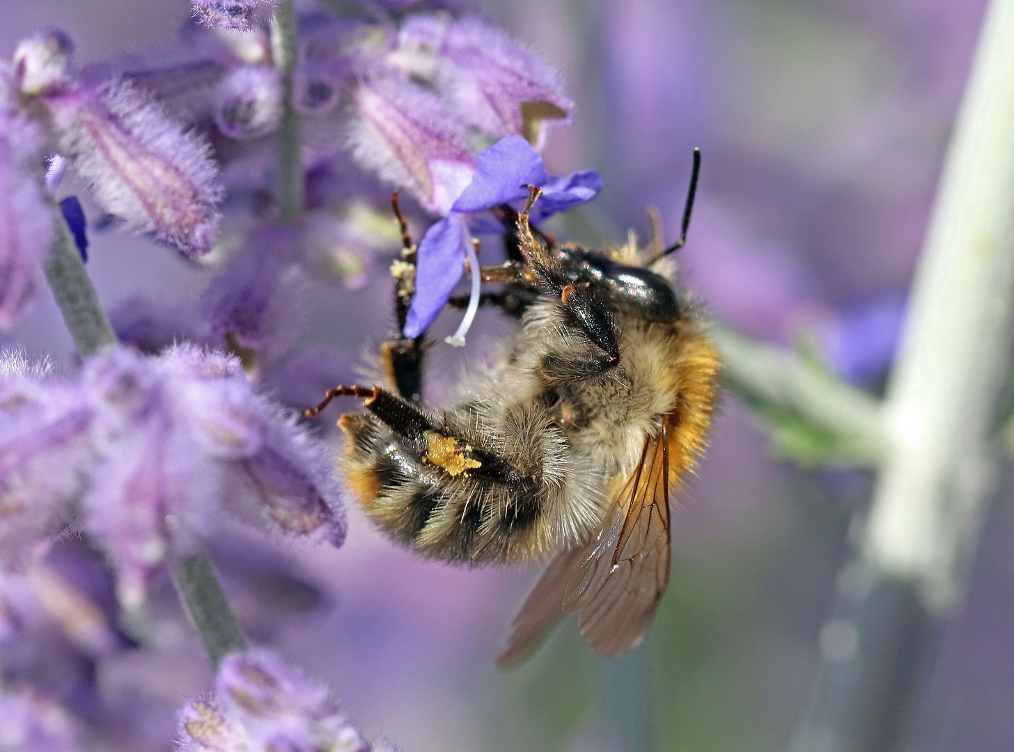 Ackerhummel