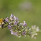 Ackerhummel