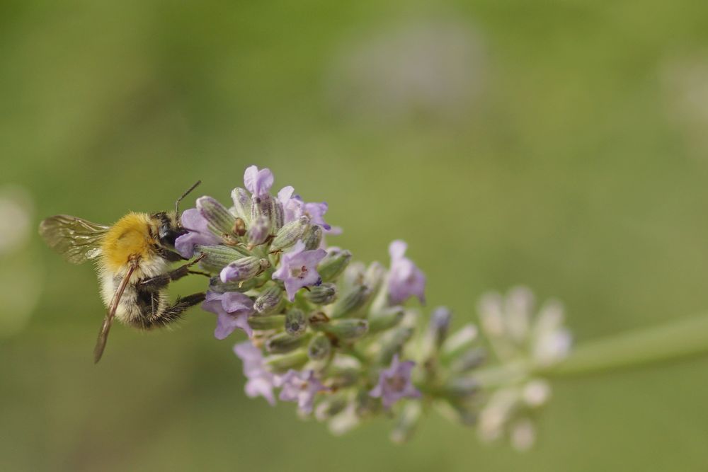 Ackerhummel