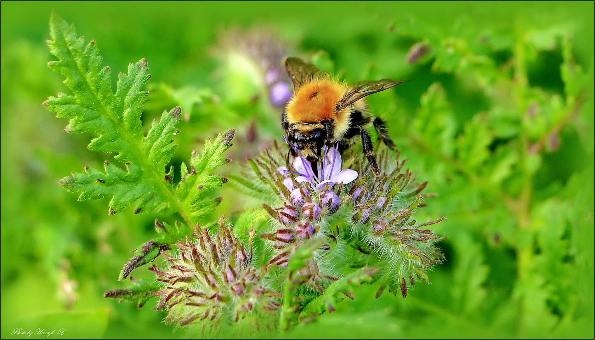 Ackerhummel