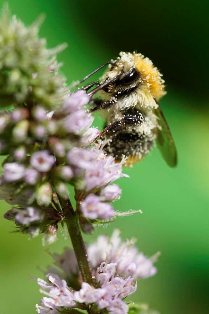 Ackerhummel (2)