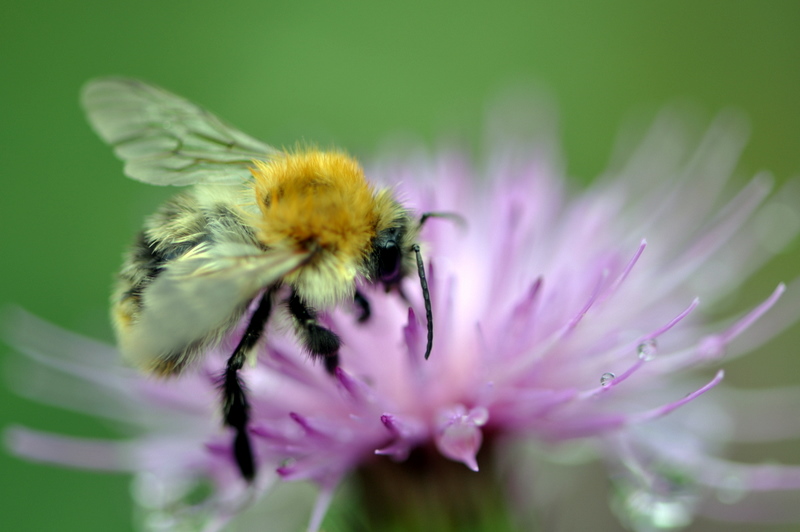 Ackerhummel 2010