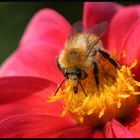 Ackerhummel