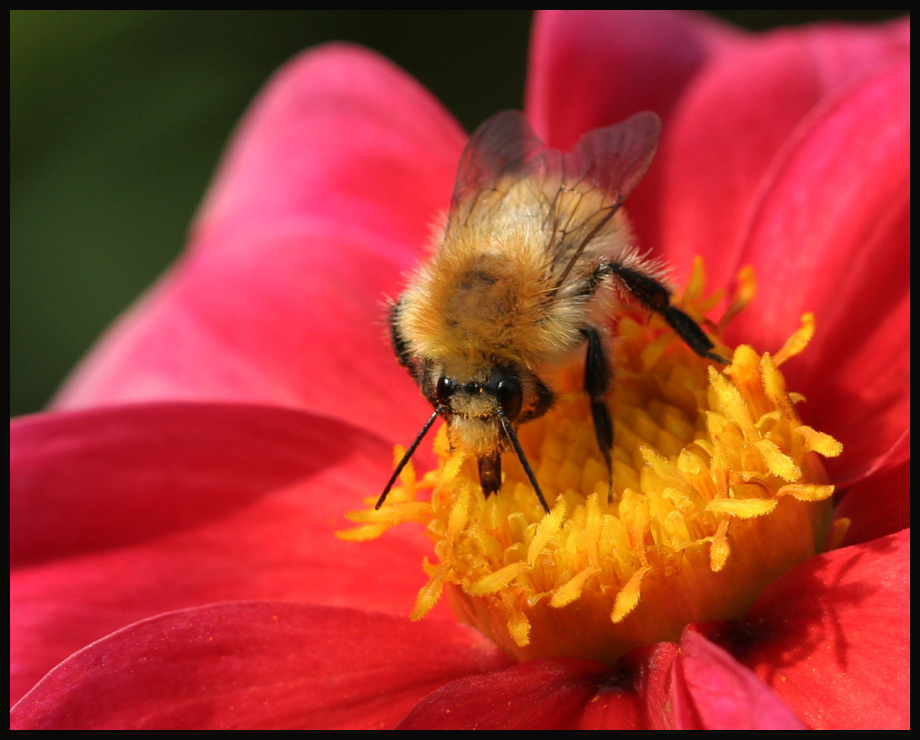 Ackerhummel