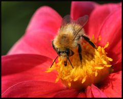 Ackerhummel