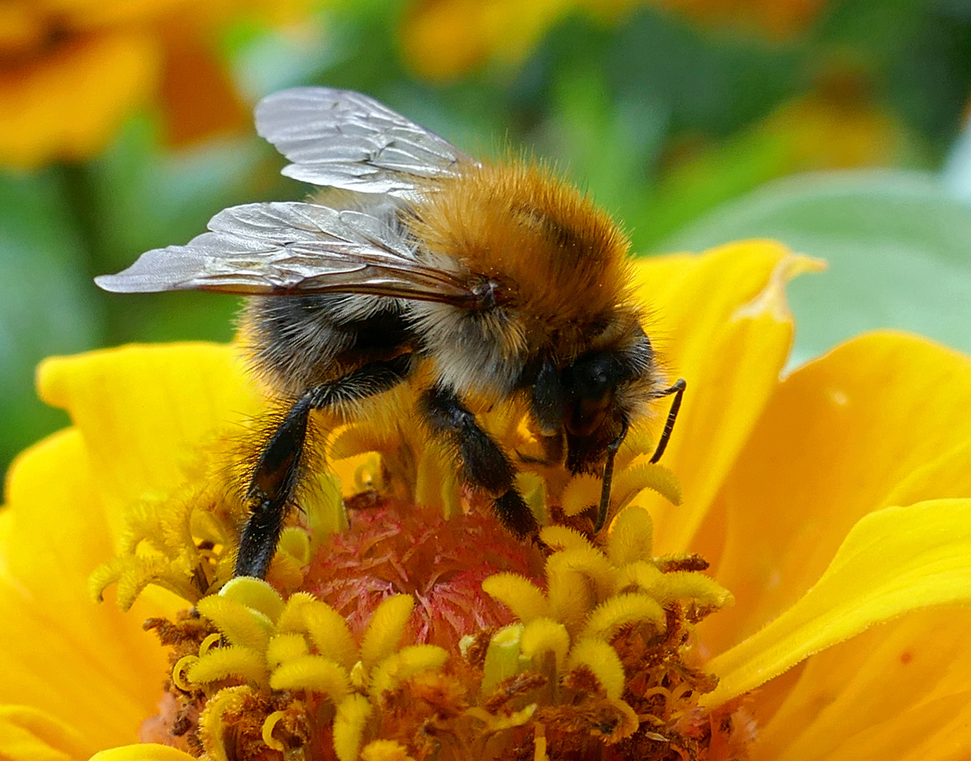 Ackerhummel ...