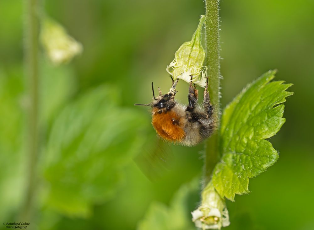  Ackerhummel