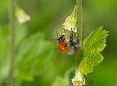  Ackerhummel