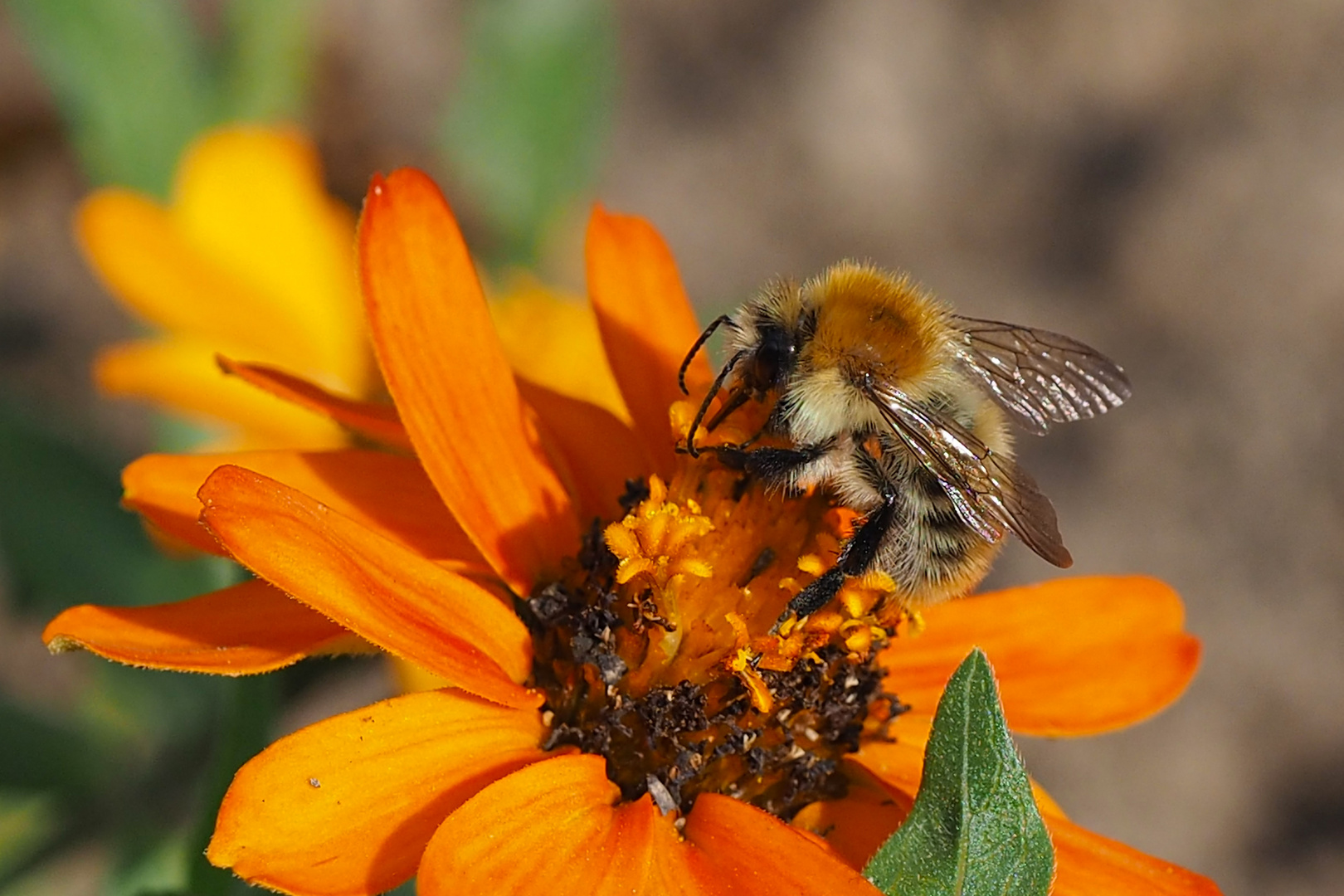 Ackerhummel