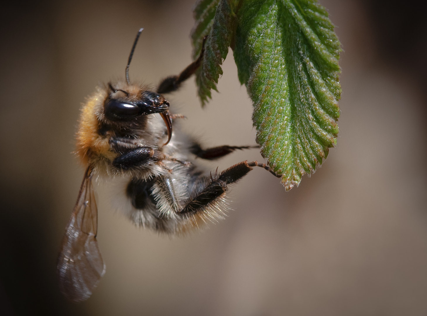 ackerhummel